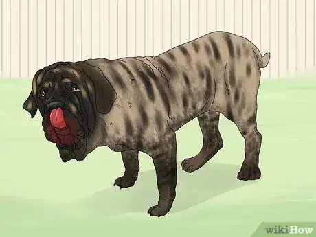 Imagen titulada Identify a Neapolitan Mastiff Step 11
