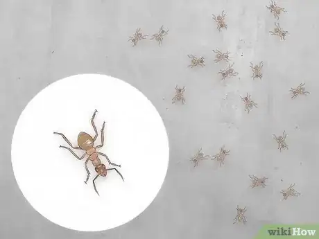 Imagen titulada Identify Ants Step 15