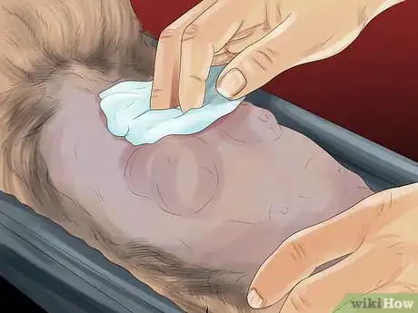 Imagen titulada Identify Lumps on Your Cat Step 11