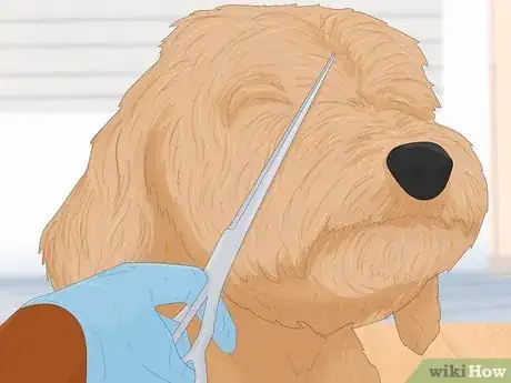 Imagen titulada Groom a Goldendoodle Step 8