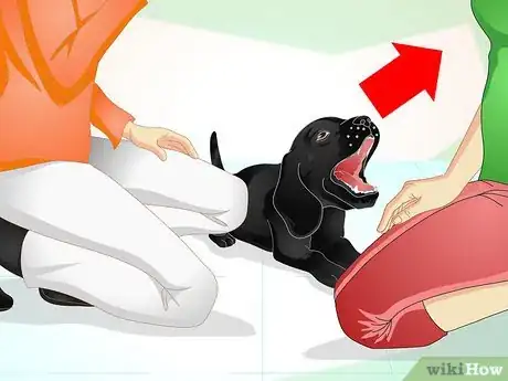 Imagen titulada Deliver Ear Medication to Dogs Step 6