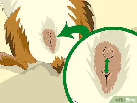 Imagen titulada Determine the Sex of a Guinea Pig Step 5