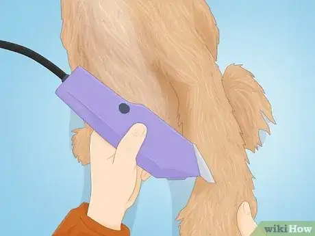 Imagen titulada Groom a Goldendoodle Step 2