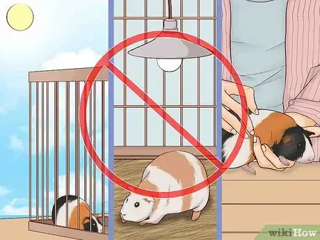 Imagen titulada Care for a Pregnant Guinea Pig Step 7