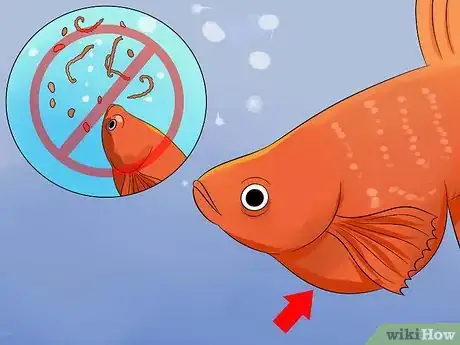 Imagen titulada Save a Dying Betta Fish Step 7