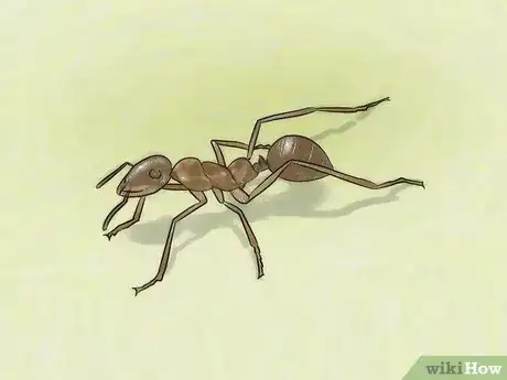 Imagen titulada Identify Ants Step 13