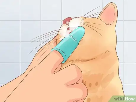 Imagen titulada Diagnose and Treat Gingivitis in Cats Step 11