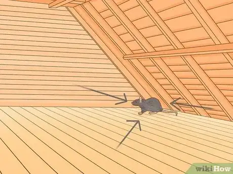 Imagen titulada Humanely Kill a Rodent Step 13
