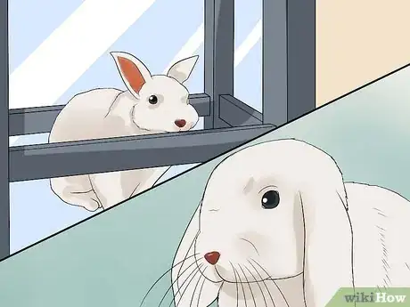 Imagen titulada Clean Your Rabbit's Ears Step 4