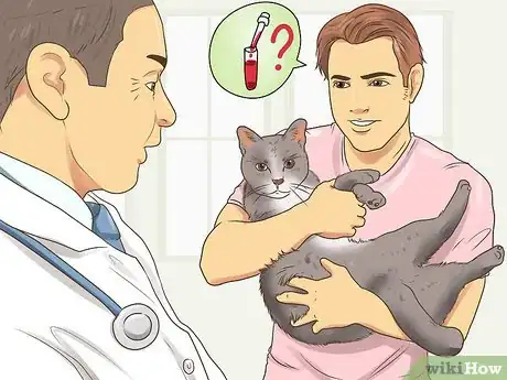 Imagen titulada Treat a Limping Cat Step 8