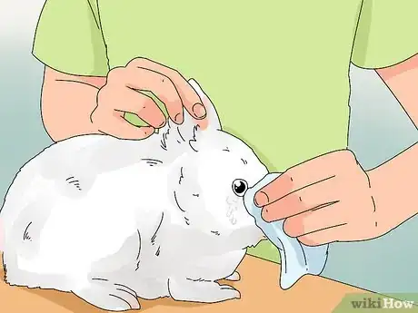 Imagen titulada Tell if Your Rabbit Has Weepy Eye Step 1