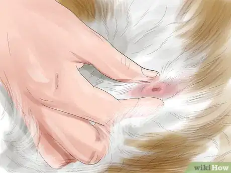 Imagen titulada Identify Lumps on Your Cat Step 10