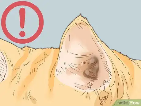 Imagen titulada Get a Kitten to Fall Asleep Step 18