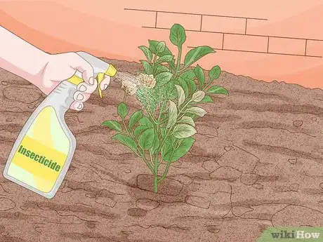 Image intitulée Grow Lantana Plants Step 13
