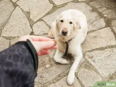 Image intitulée Teach Your Dog Tricks Step 15
