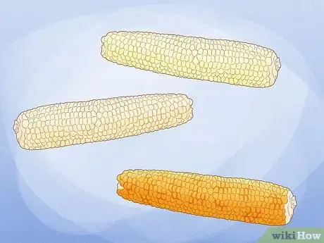 Image intitulée Grow Sweet Corn Step 2