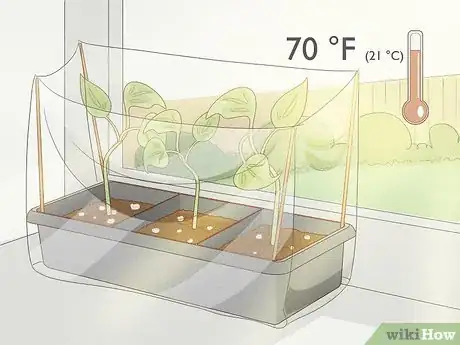 Image intitulée Grow Philodendron from Cuttings Step 12
