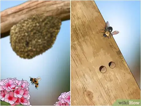 Image intitulée Get Rid of Bees Step 4