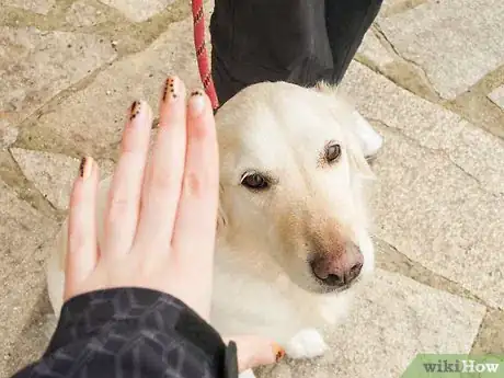 Image intitulée Teach Your Dog Tricks Step 20
