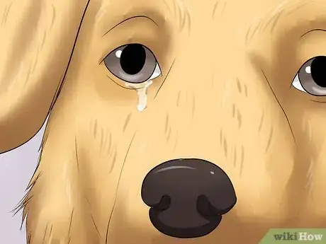 Image intitulée Prevent Tear Staining in Dogs Step 1