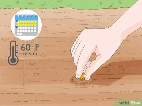 Image intitulée Grow Sweet Corn Step 1