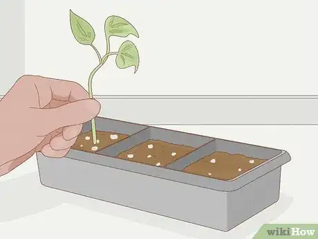 Image intitulée Grow Philodendron from Cuttings Step 10