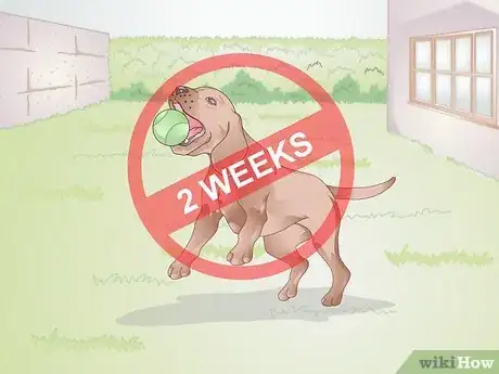 Image intitulée Care for Your Dog After Being Neutered Step 7