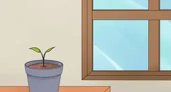 faire pousser des anthuriums