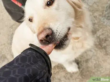 Image intitulée Teach Your Dog Tricks Step 23