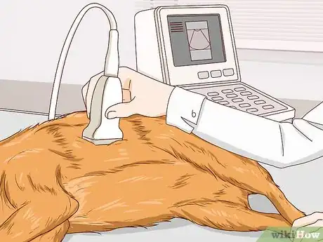 Image intitulée Help a Dog Pass an Obstruction Step 7