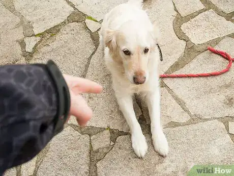 Image intitulée Teach Your Dog Tricks Step 13