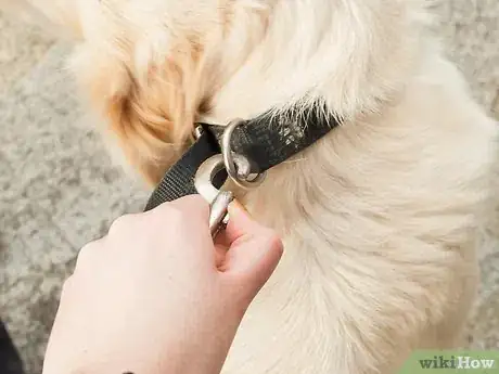 Image intitulée Teach Your Dog Tricks Step 24