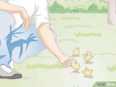 Image intitulée Look After Baby Chicks Step 9
