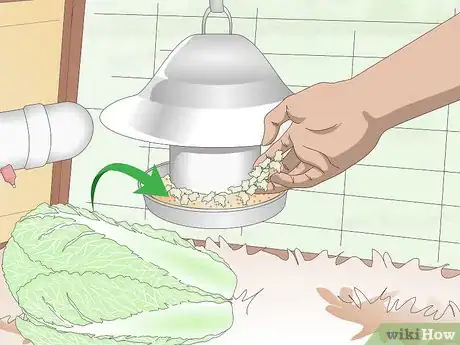 Image intitulée Care For Silkie Chickens Step 13