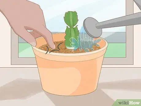 Image intitulée Propagate Christmas Cactus Step 12