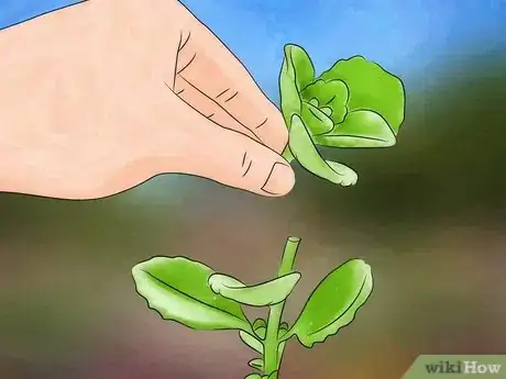 Image intitulée Grow Oregano Step 7