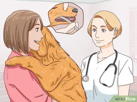 Image intitulée Help a Dog Pass an Obstruction Step 8