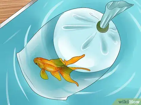 Image intitulée Look After Tropical Fish Step 11