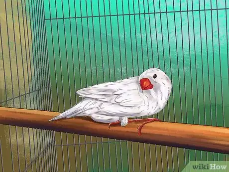 Image intitulée Raise Zebra Finches Step 7