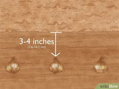 Image intitulée Grow Saffron Step 7