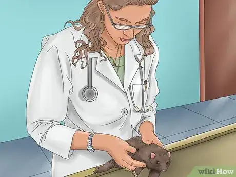 Image intitulée Care for a Ferret Step 15