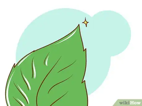 Image intitulée Get Rid of Poison Ivy Step 1Bullet2