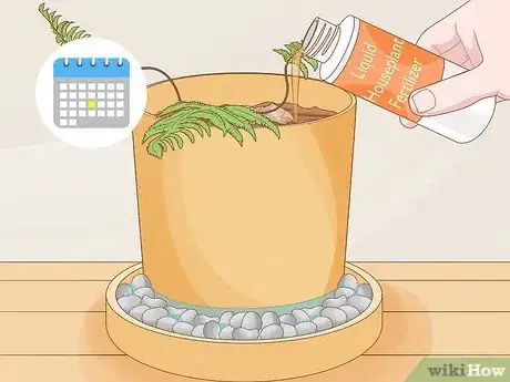 Image intitulée Grow a Rabbit Foot Fern Step 9