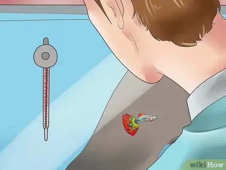 Image intitulée Look After Tropical Fish Step 13