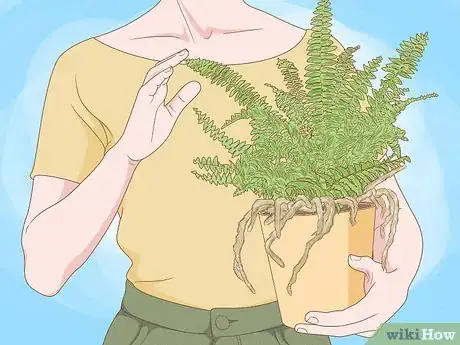 Image intitulée Grow a Rabbit Foot Fern Step 1