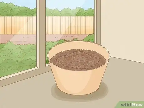 Image intitulée Grow a Rabbit Foot Fern Step 5
