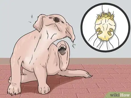 Image intitulée Cure Mange in Dogs Step 3