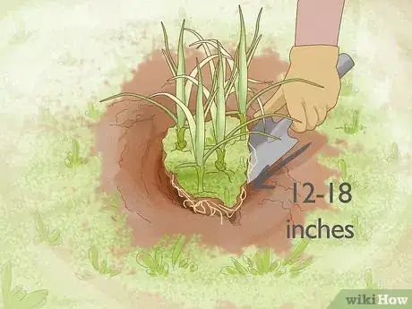 Image intitulée Get Rid of Nutgrass Step 6