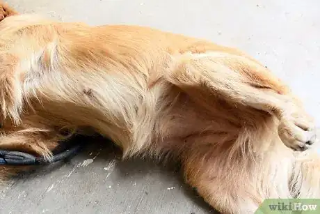 Image intitulée Identify a False Pregnancy in Dogs Step 3