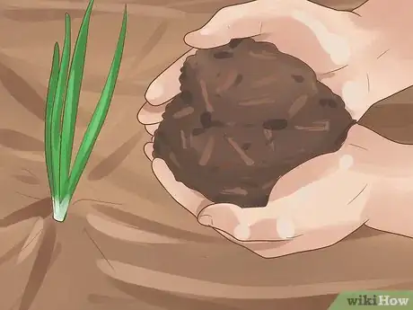 Image intitulée Grow Chives Step 15